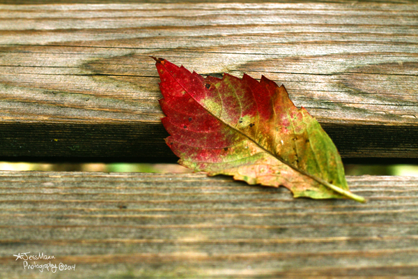 Fall Leaf on a bench Assiniboine Park 2014